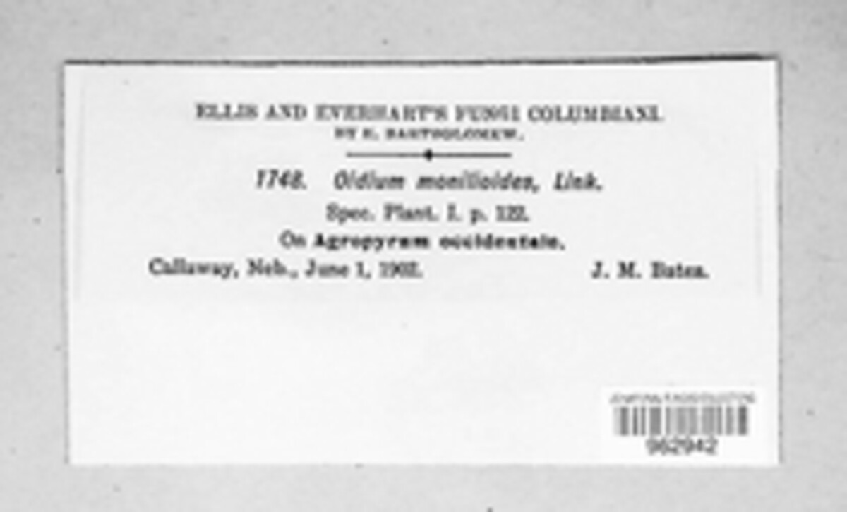 Oidium monilioides image